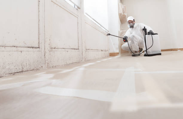 24/7 Emergency Mold Remediation experts in Hickory Corners, MI
